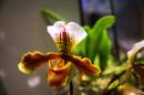 orchidees senat 009 * 4368 x 2912 * (5.16MB)